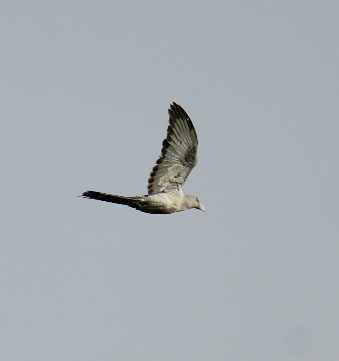 Cuco Tucán - ML646829332