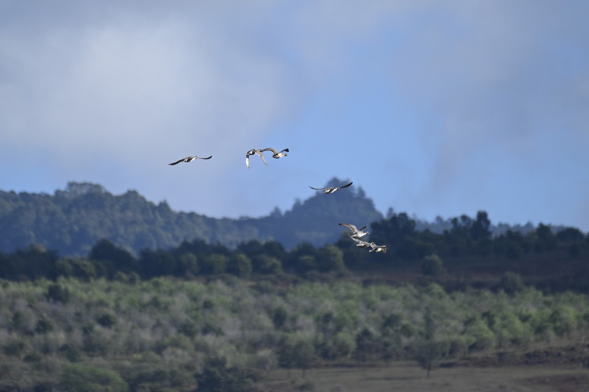 Ánade Rabudo - ML646829333