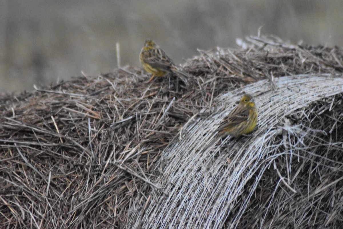 Escribano Cerillo - ML646829335