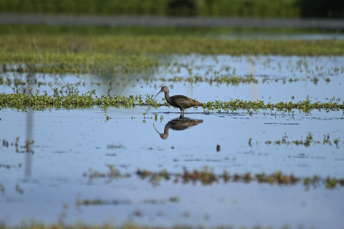 White-faced Ibis - ML646829341