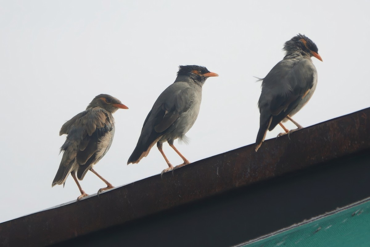 ハイイロハッカ - ML646829345