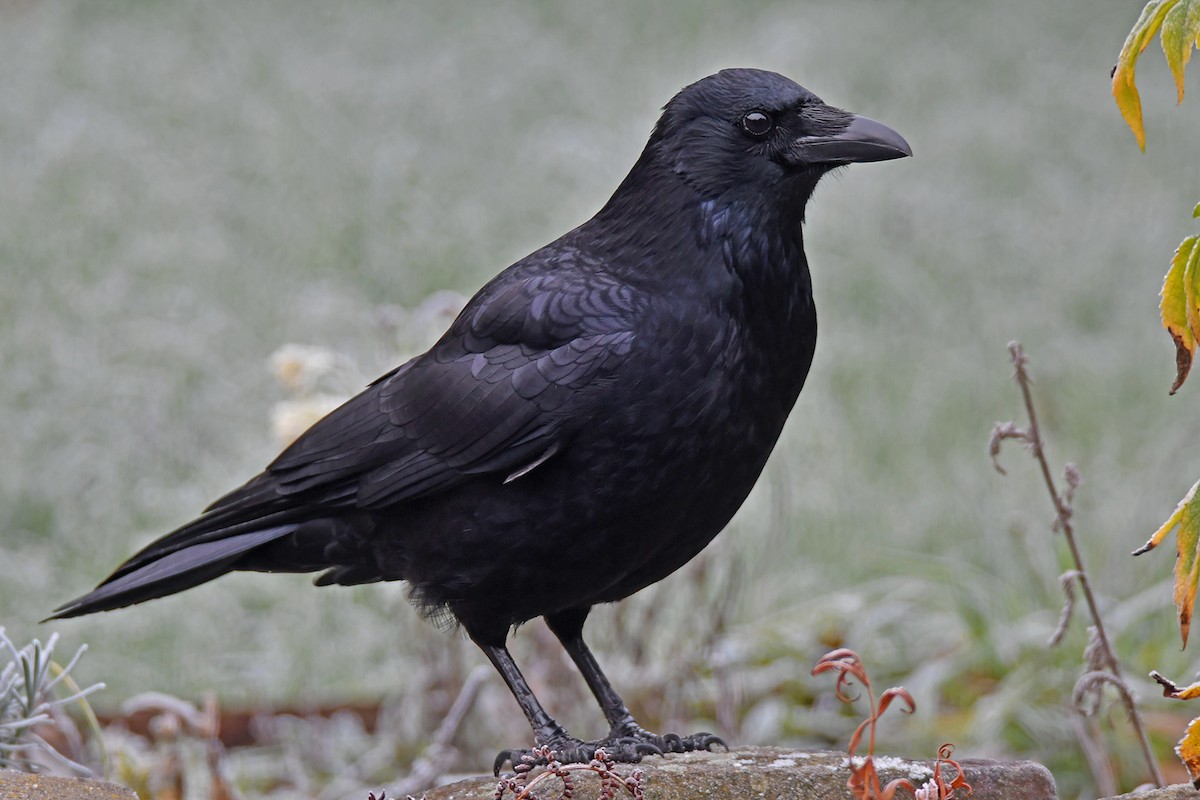 Carrion Crow - ML646829346