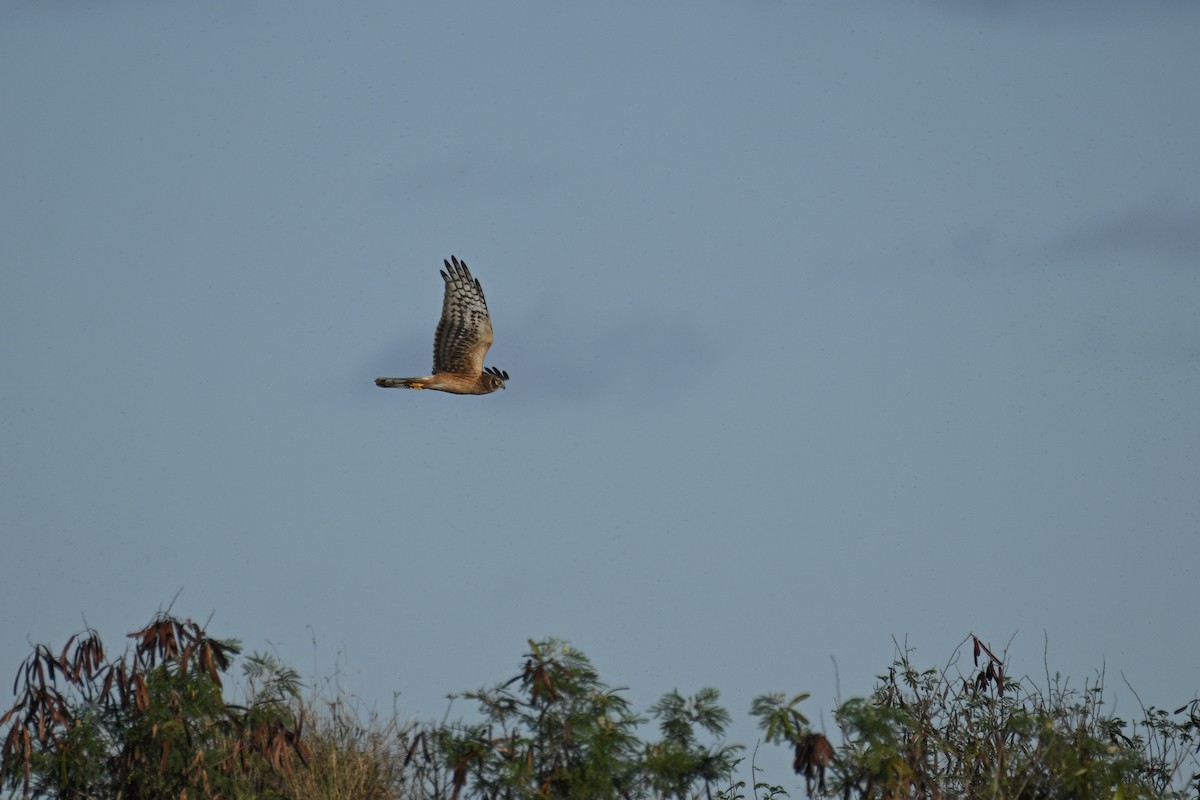 Northern Harrier - ML646829348