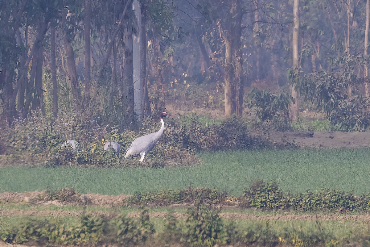 Индийский журавль - ML646829349