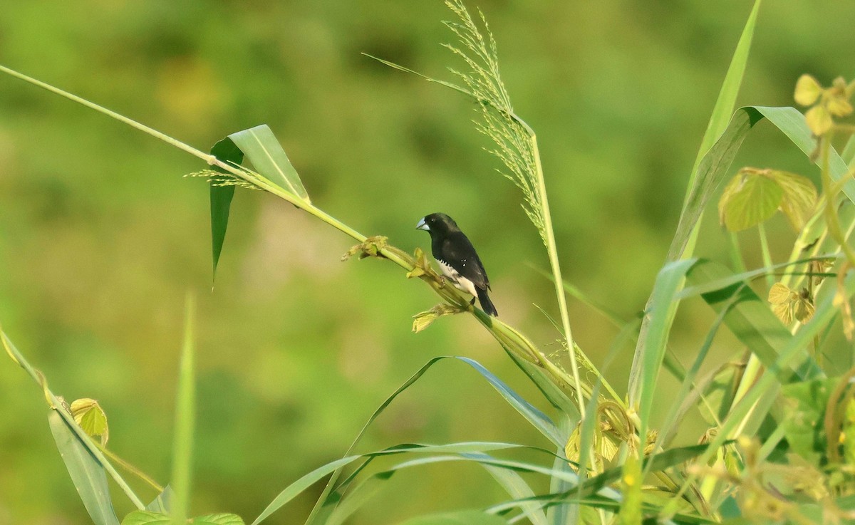 Black-and-white Mannikin - ML646829350