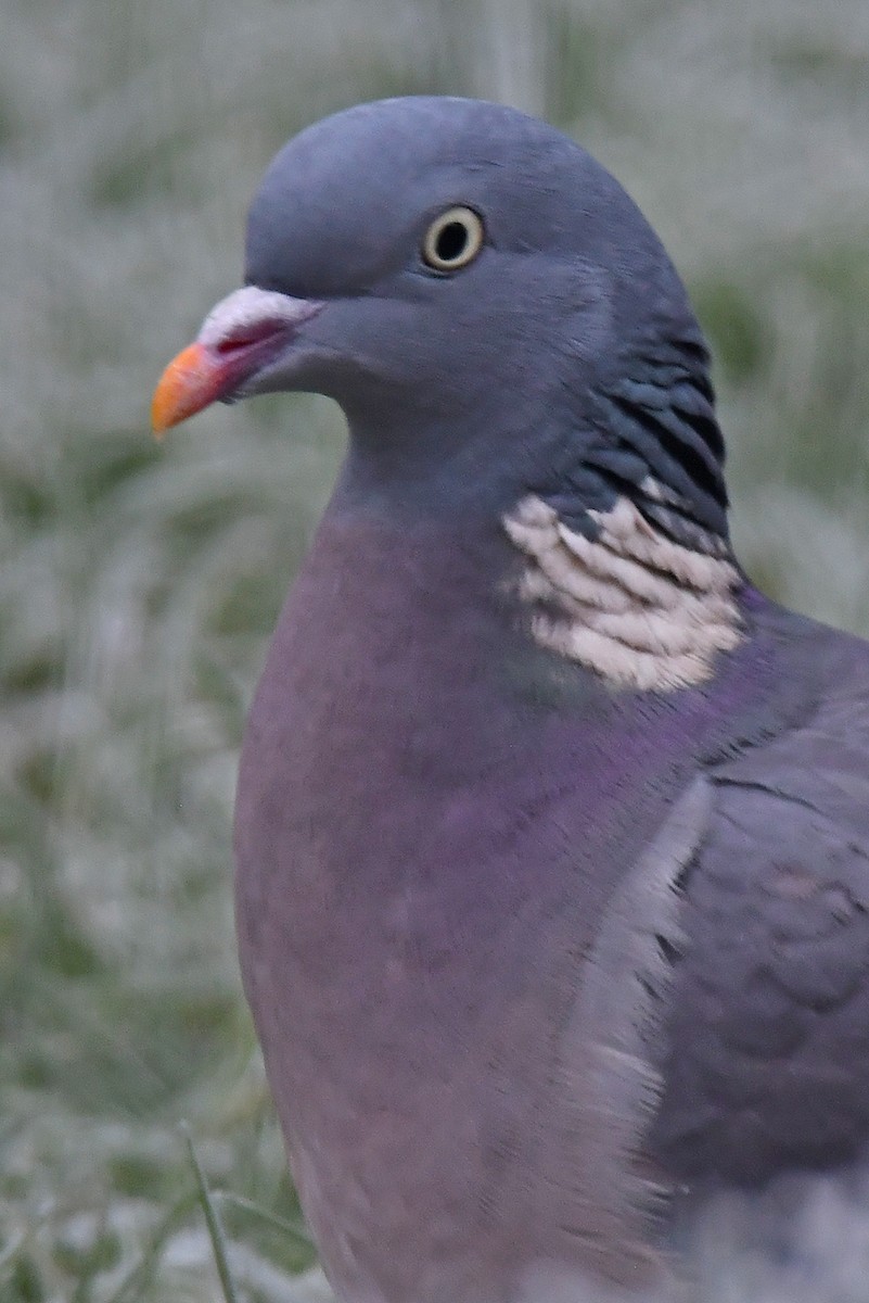 Common Wood-Pigeon - ML646829351