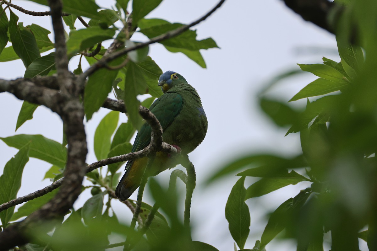Blue-capped Fruit-Dove - ML646829352