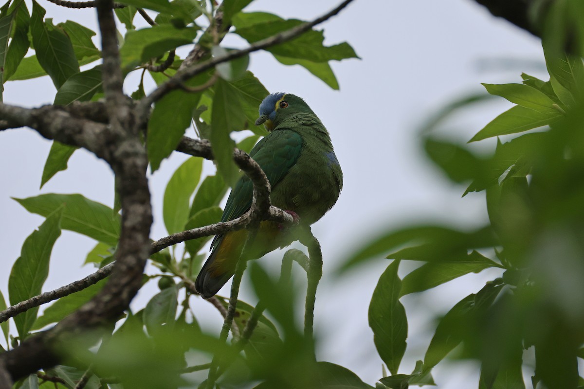 Blue-capped Fruit-Dove - ML646829353