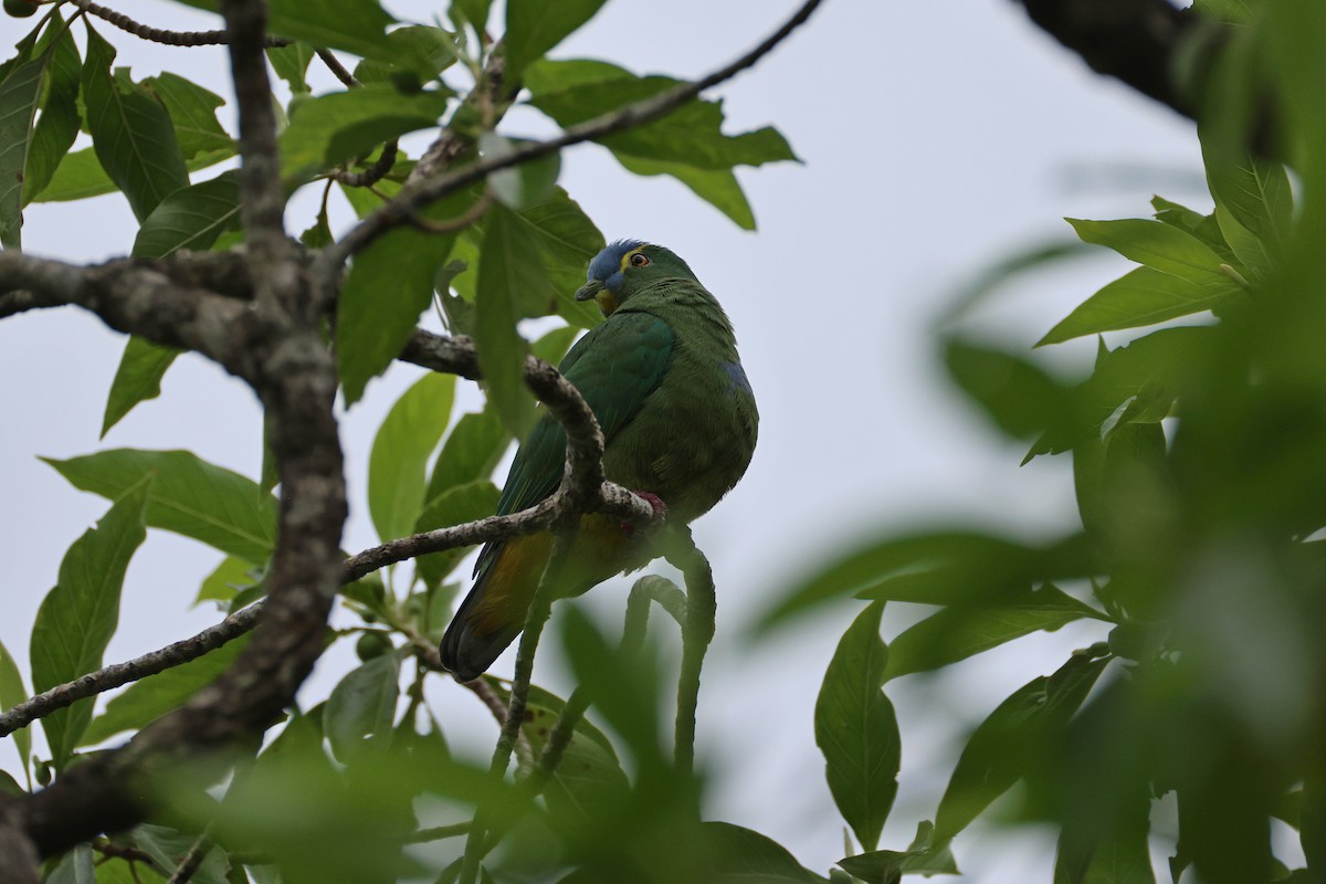 Blue-capped Fruit-Dove - ML646829354