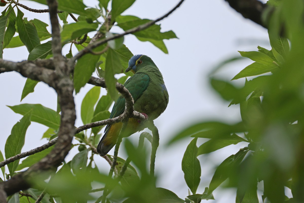 Blue-capped Fruit-Dove - ML646829355