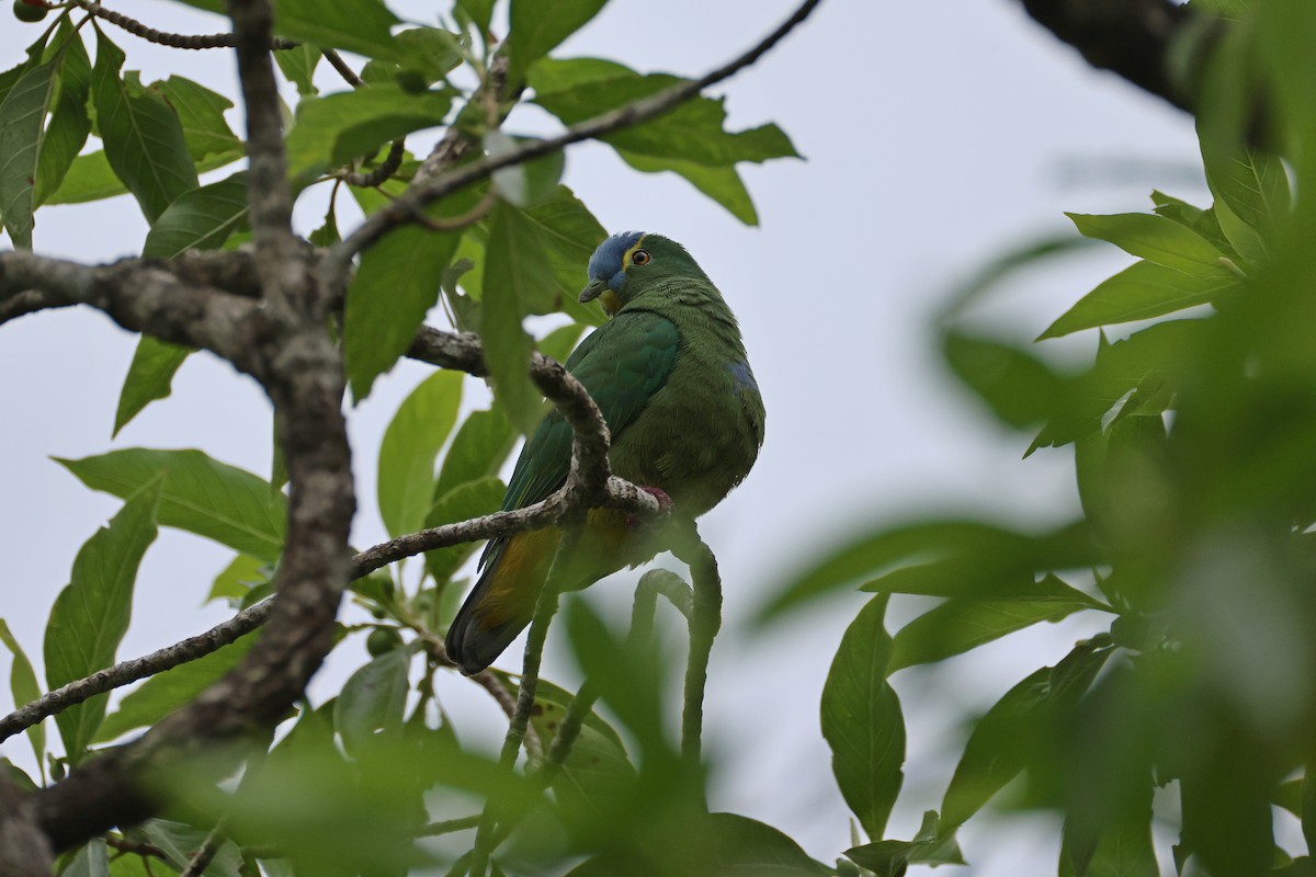 Blue-capped Fruit-Dove - ML646829356