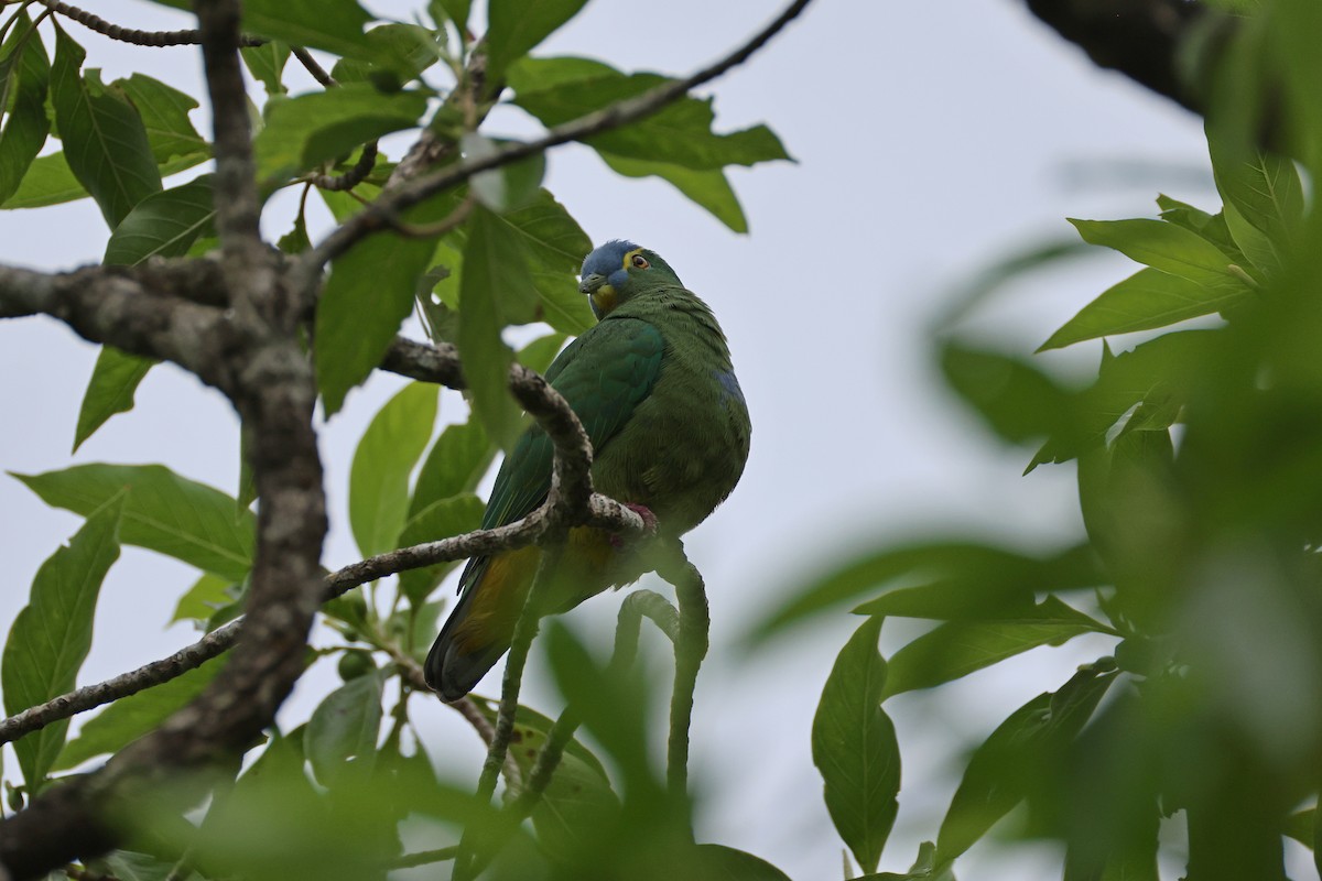 Blue-capped Fruit-Dove - ML646829357