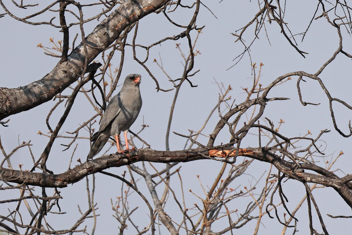 Dark Chanting-Goshawk - ML646829360
