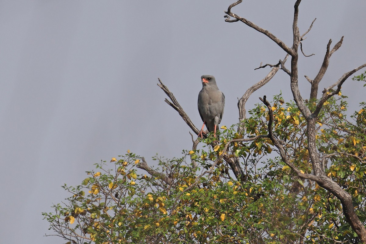 Dark Chanting-Goshawk - ML646829361