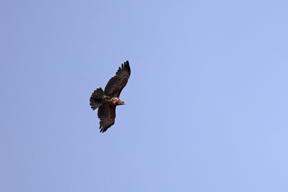 Black-chested Snake-Eagle - ML646829363