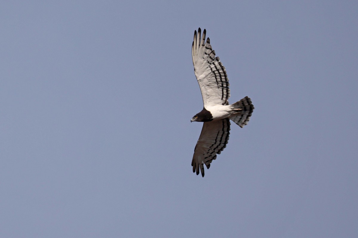 Black-chested Snake-Eagle - ML646829364