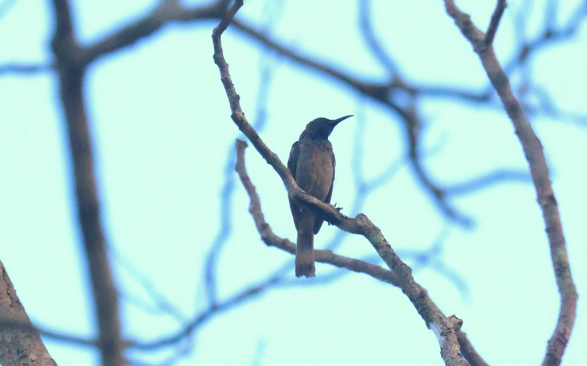 Blue-throated Brown Sunbird - ML646829366