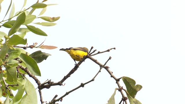 Sahul Sunbird - ML646829367