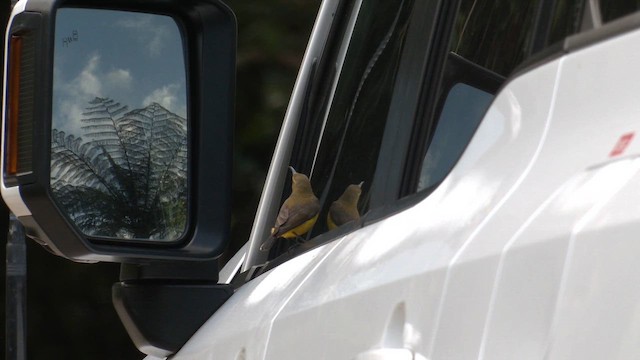 Sahul Sunbird - ML646829369