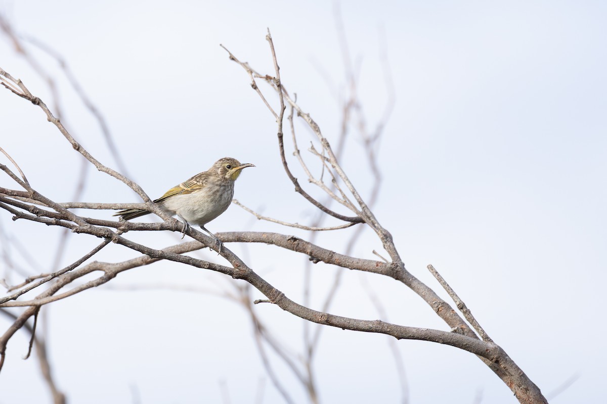 Tawny-crowned Honeyeater - ML646829375