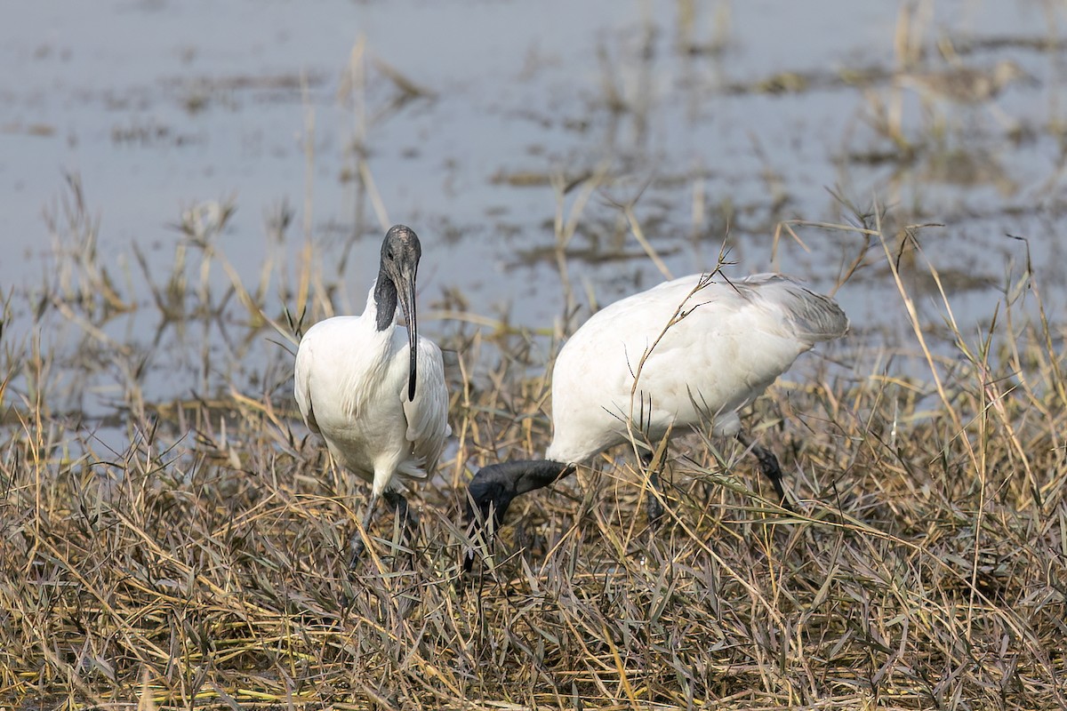 Ібіс сивоперий - ML646829376