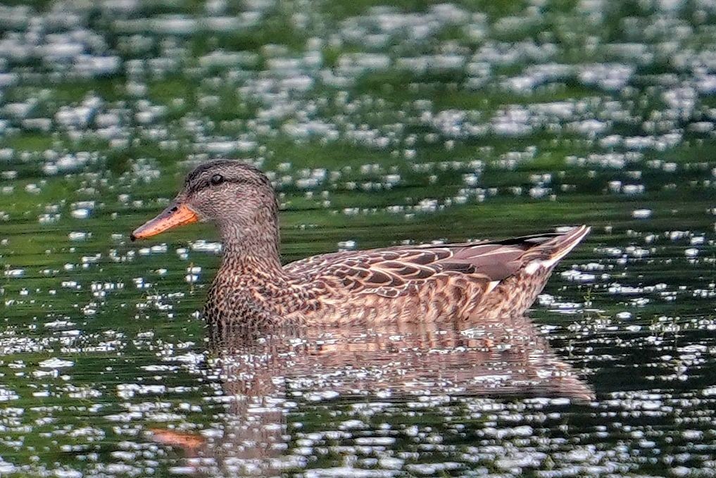 Ánade Friso (strepera) - ML646829377