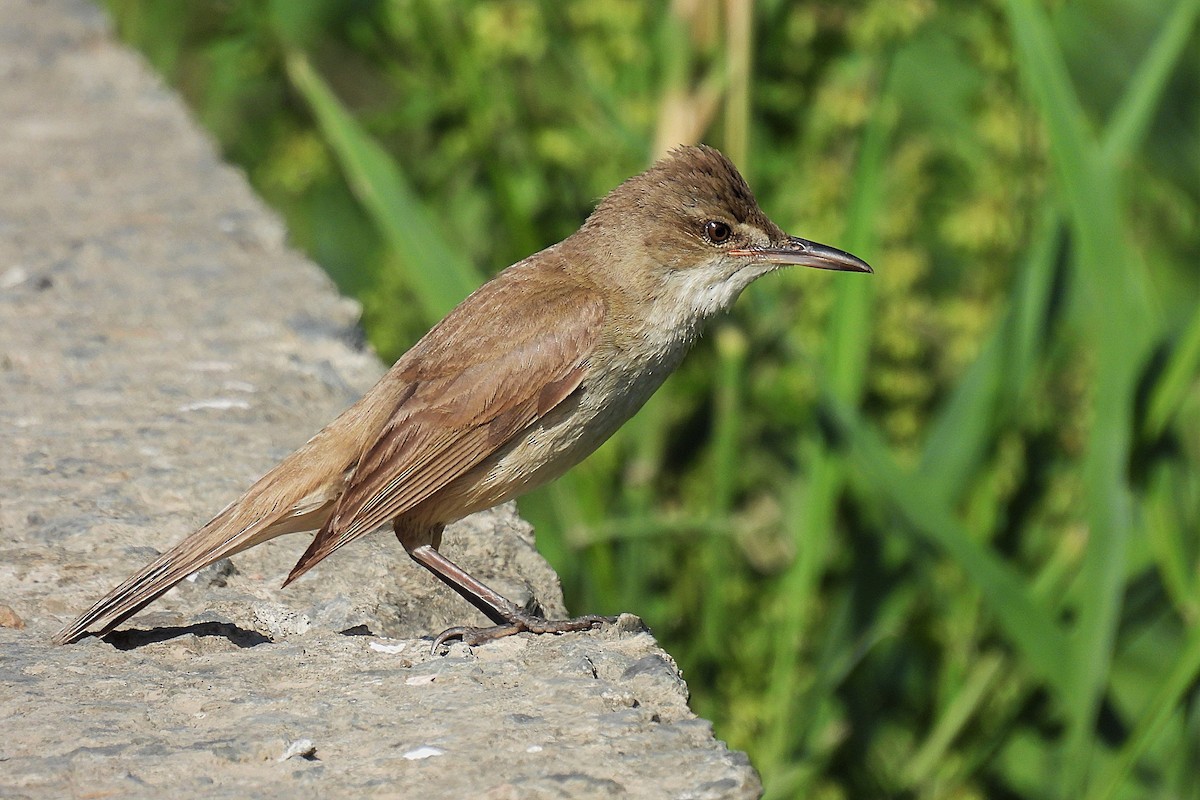Clamorous Reed Warbler - ML646829379