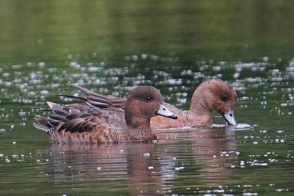 Свищ євразійський - ML646829380