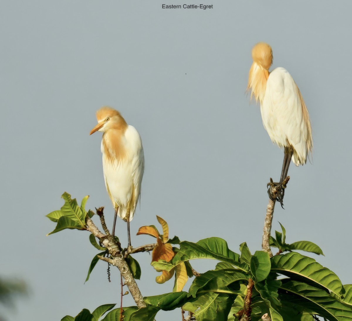 Garcilla Bueyera Oriental - ML646829381