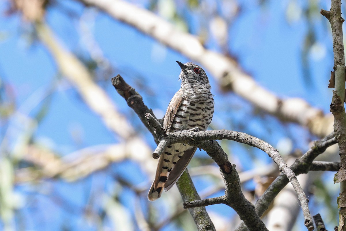 Дідрик зеленоголовий - ML646829383