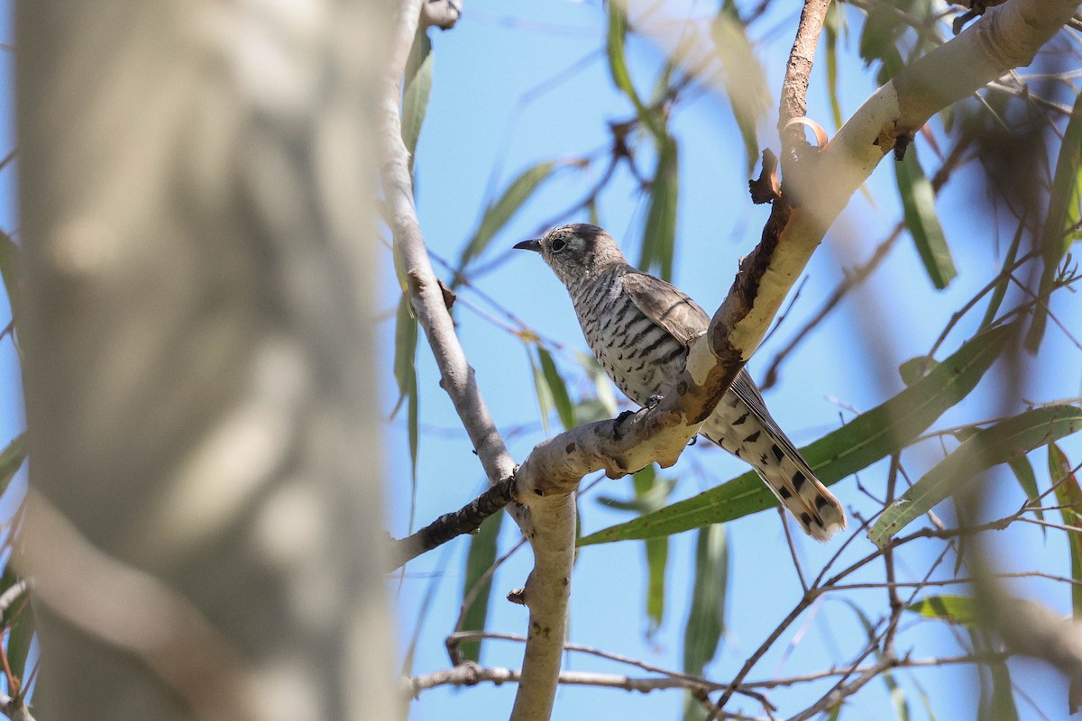 Дідрик зеленоголовий - ML646829384