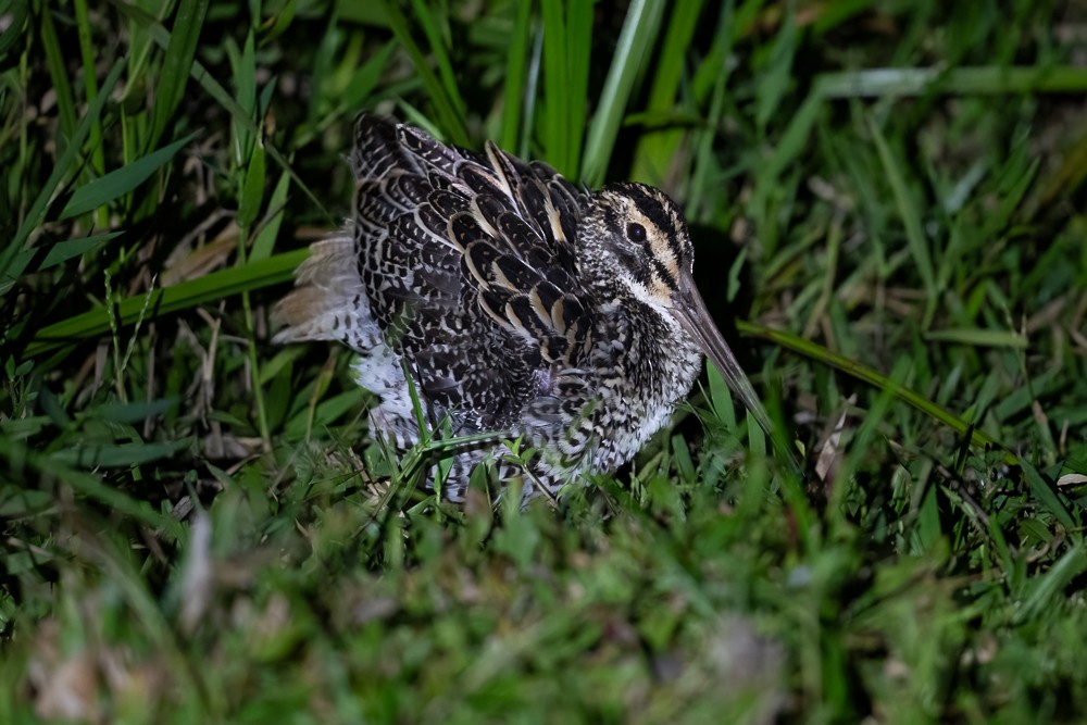 Giant Snipe - ML646829385