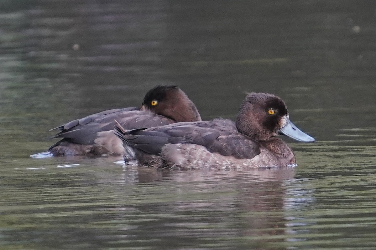 Чернь чубата - ML646829386