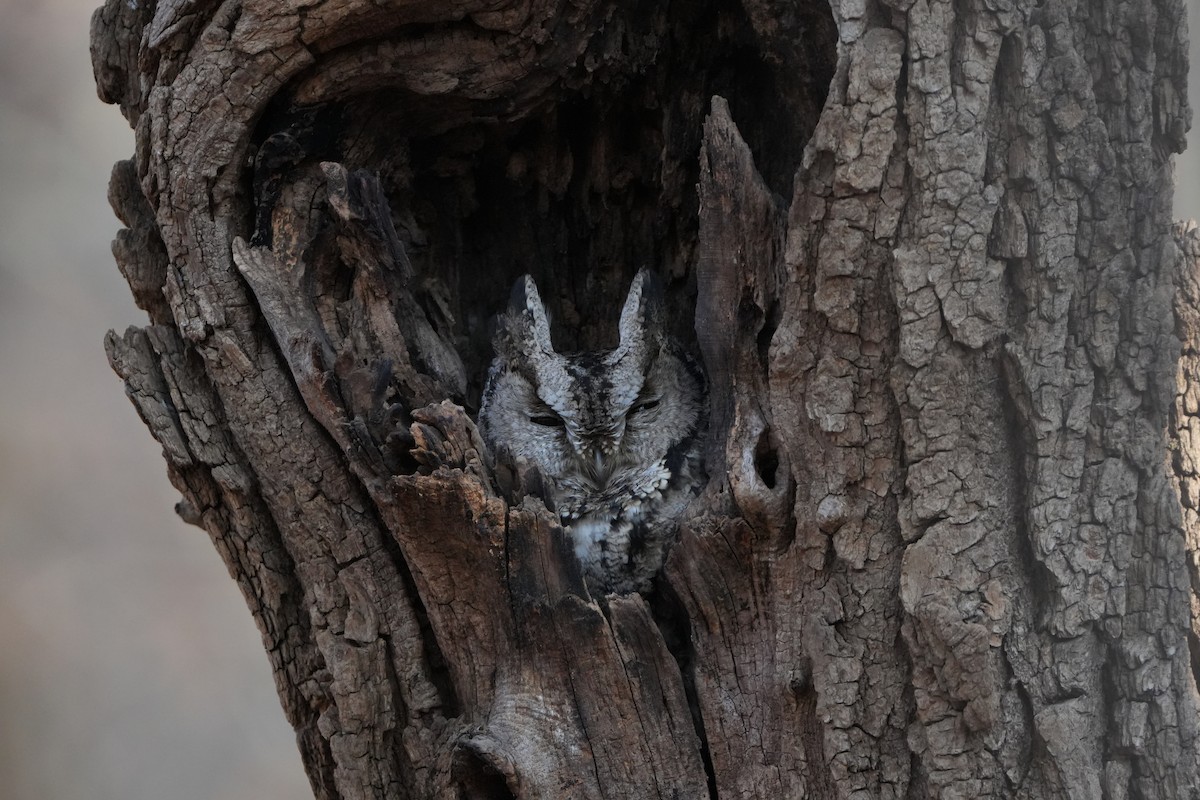 Japon İshakkuşu - ML646829387