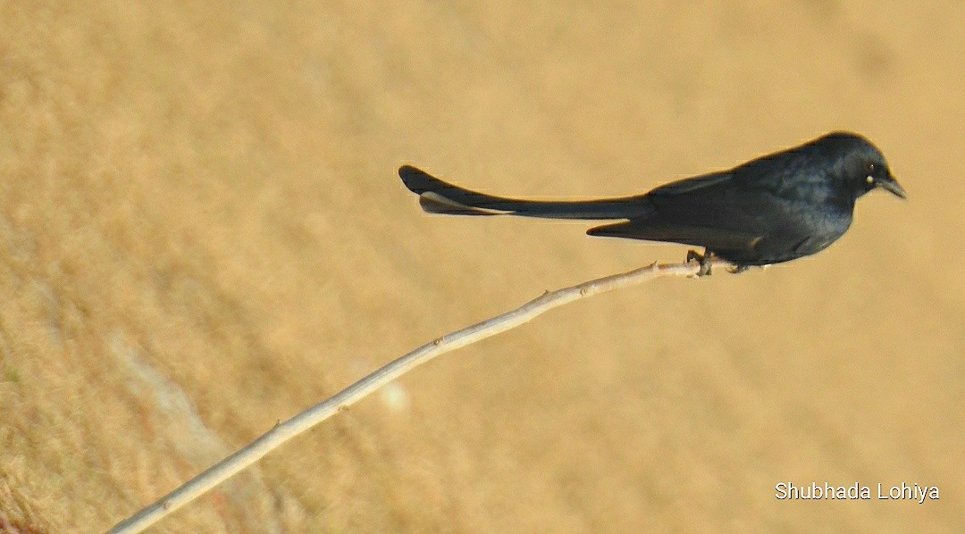Black Drongo - ML646829388