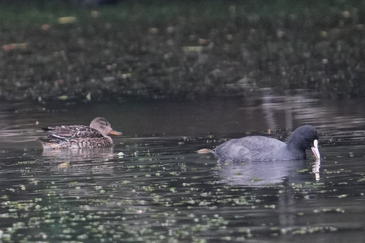 Лиска звичайна - ML646829389