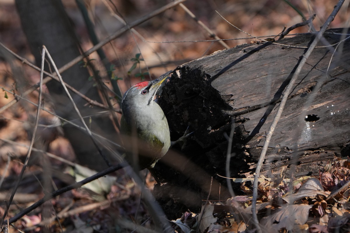 Küçük Yeşil Ağaçkakan - ML646829390