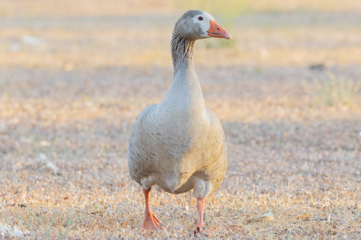 Boz Kaz (evcil tip) - ML646829392