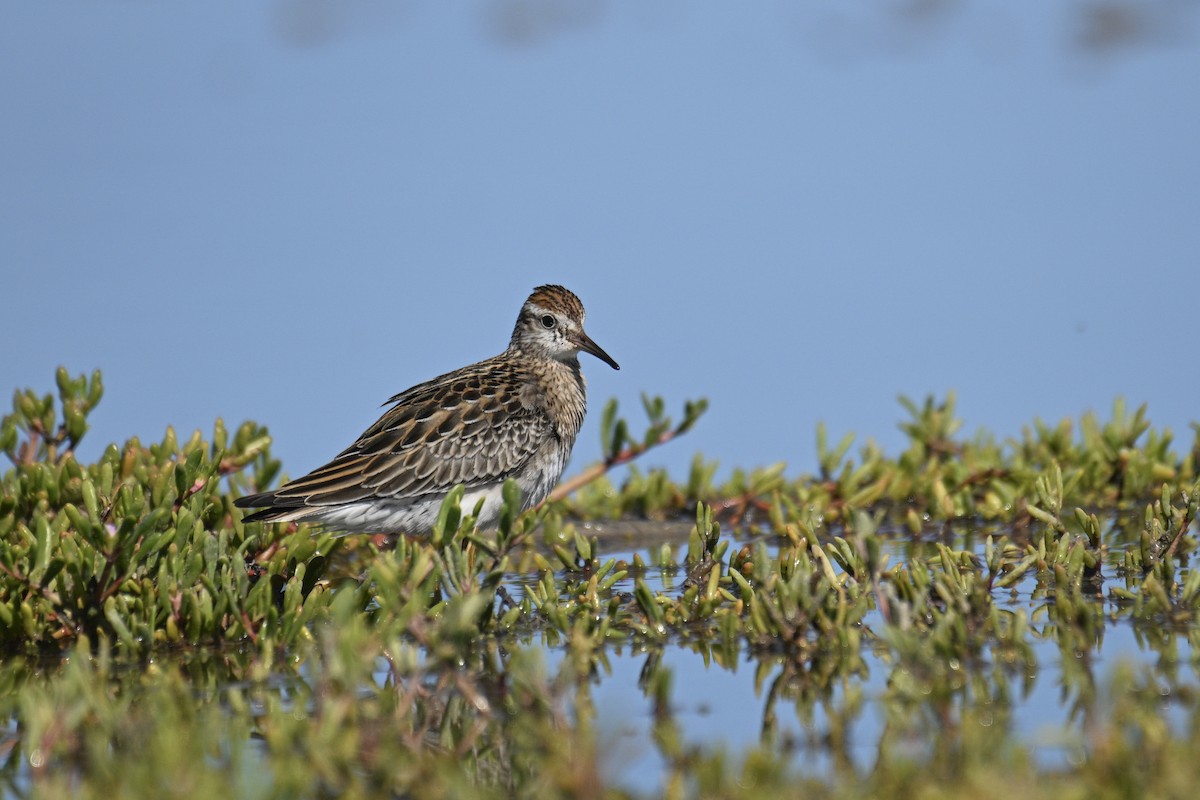 Sharp-tailed Sandpiper - ML646829393