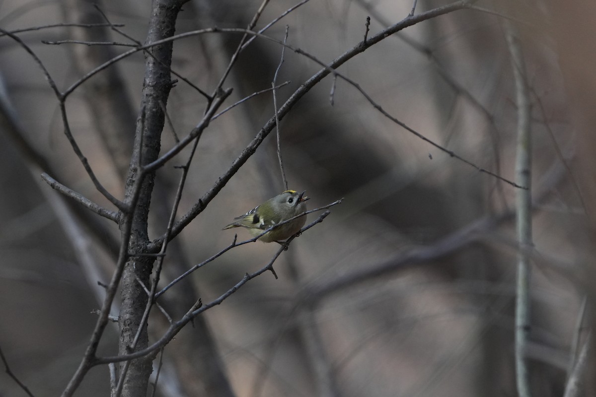 Çalıkuşu - ML646829395