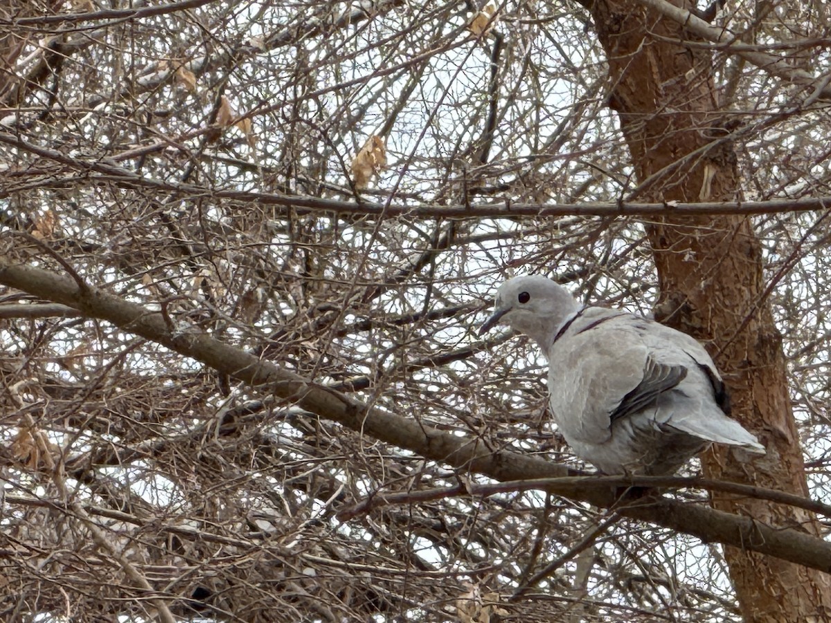תור צווארון - ML646829397