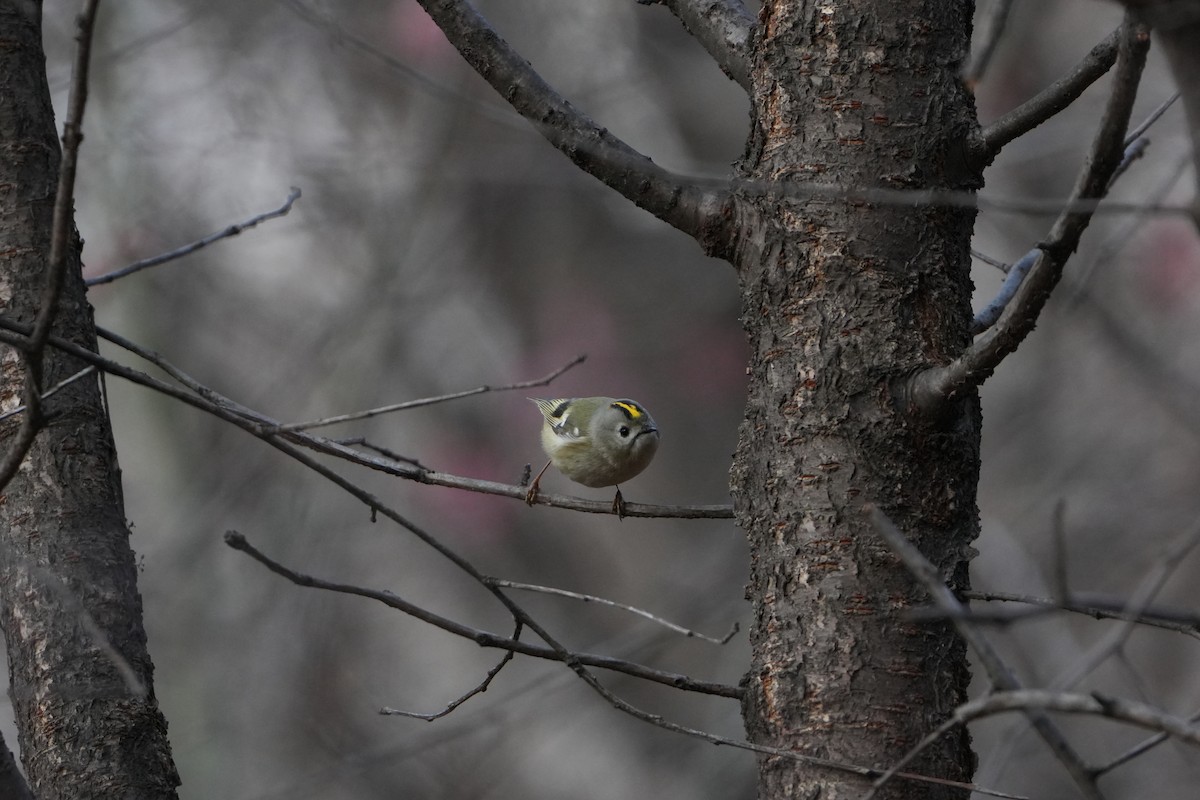 Çalıkuşu - ML646829399