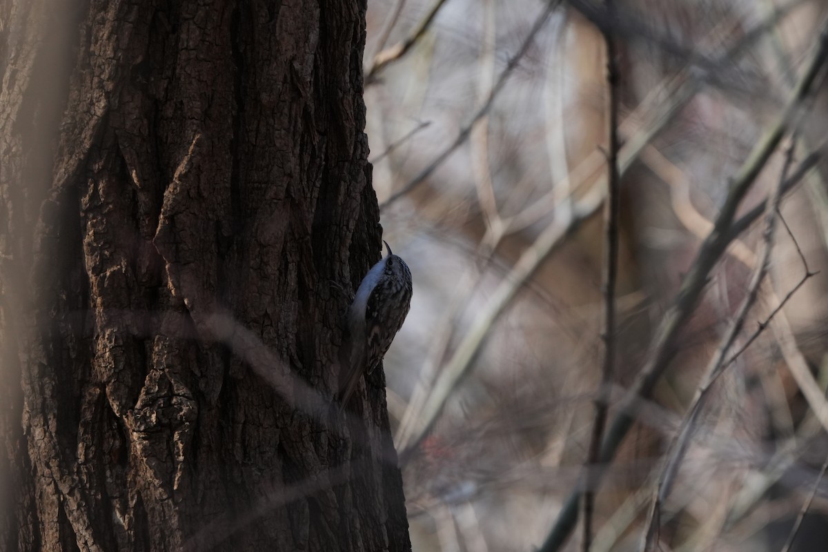 Orman Tırmaşıkkuşu - ML646829404