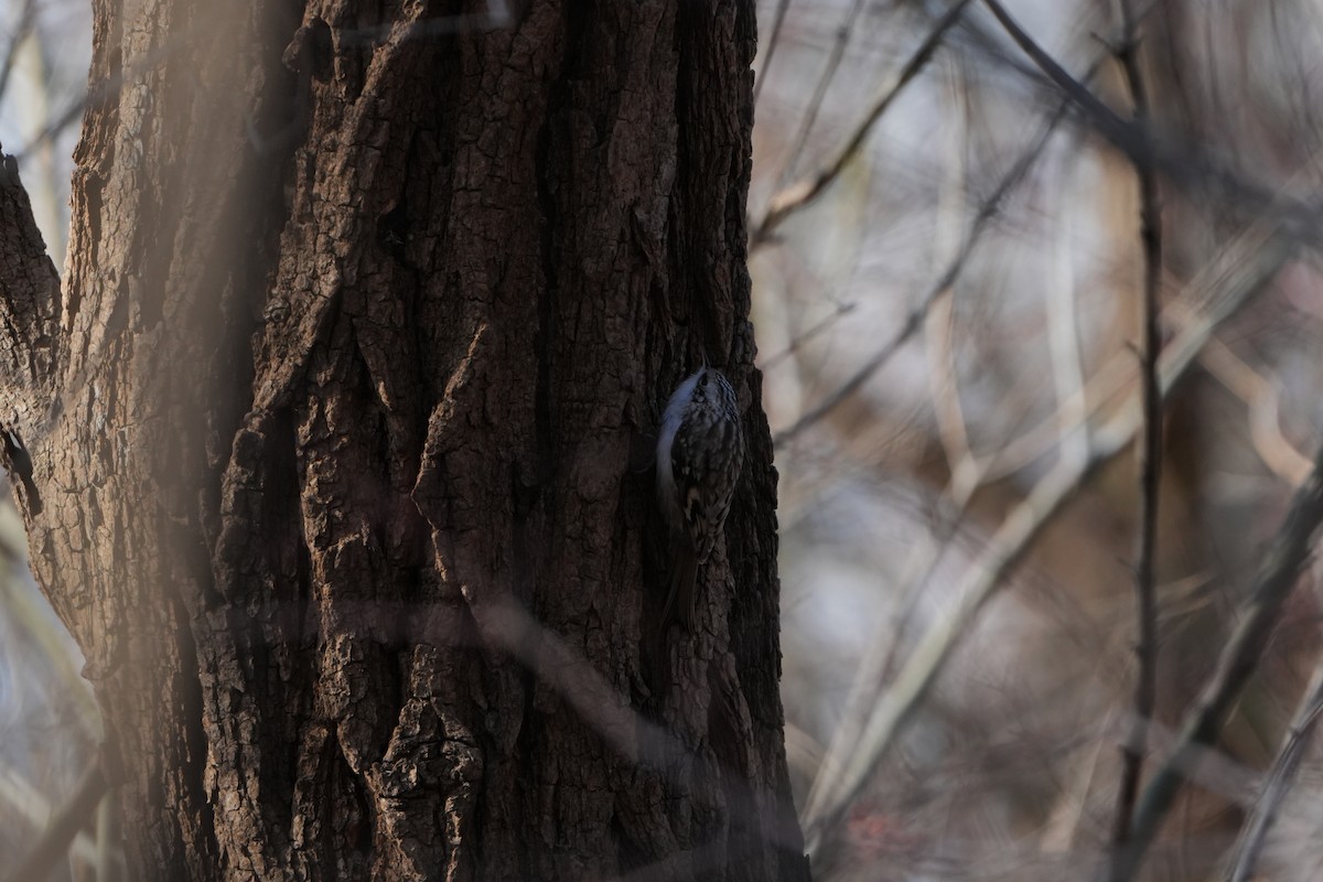 Orman Tırmaşıkkuşu - ML646829405