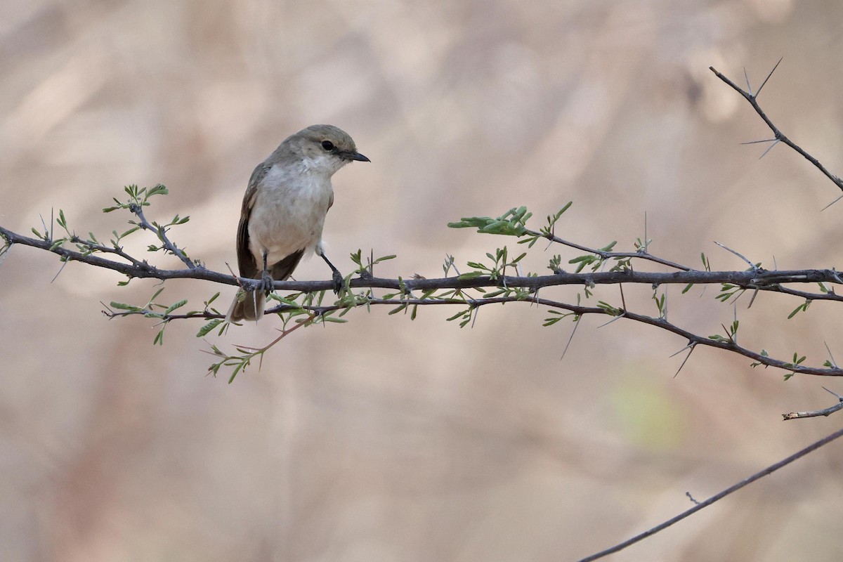 Mariko Sinekkapanı - ML646829410