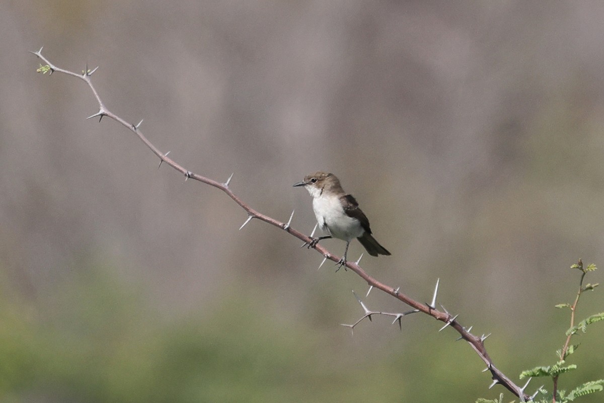 Mariko Sinekkapanı - ML646829411