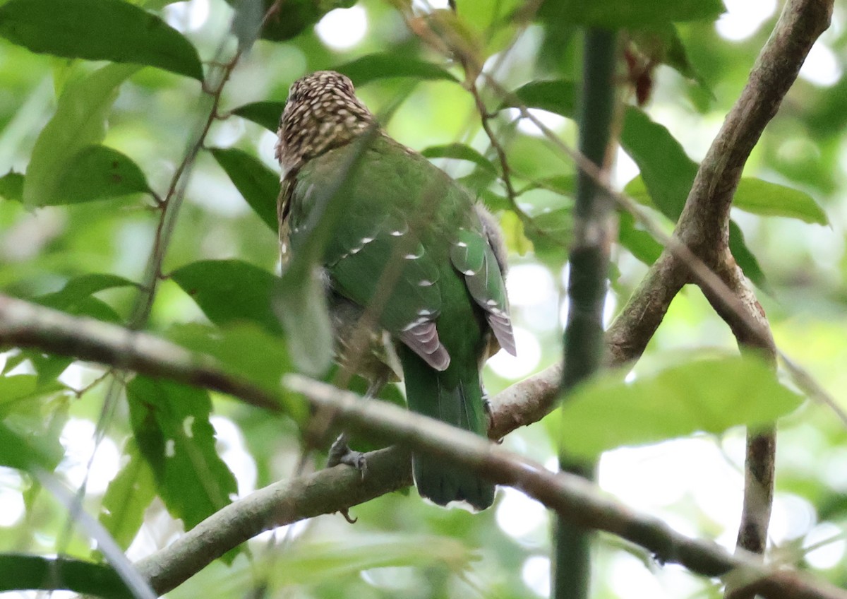 Benekli Kedikuşu - ML646829412