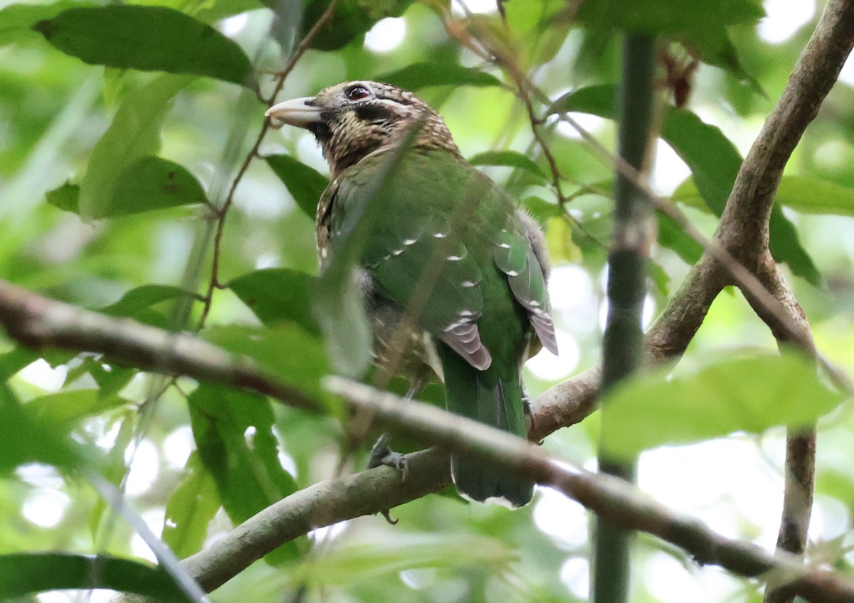 Benekli Kedikuşu - ML646829413