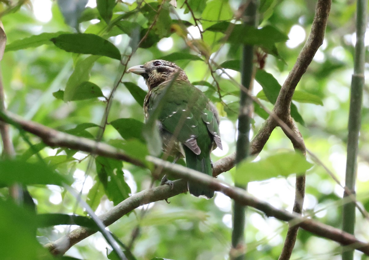 Benekli Kedikuşu - ML646829414