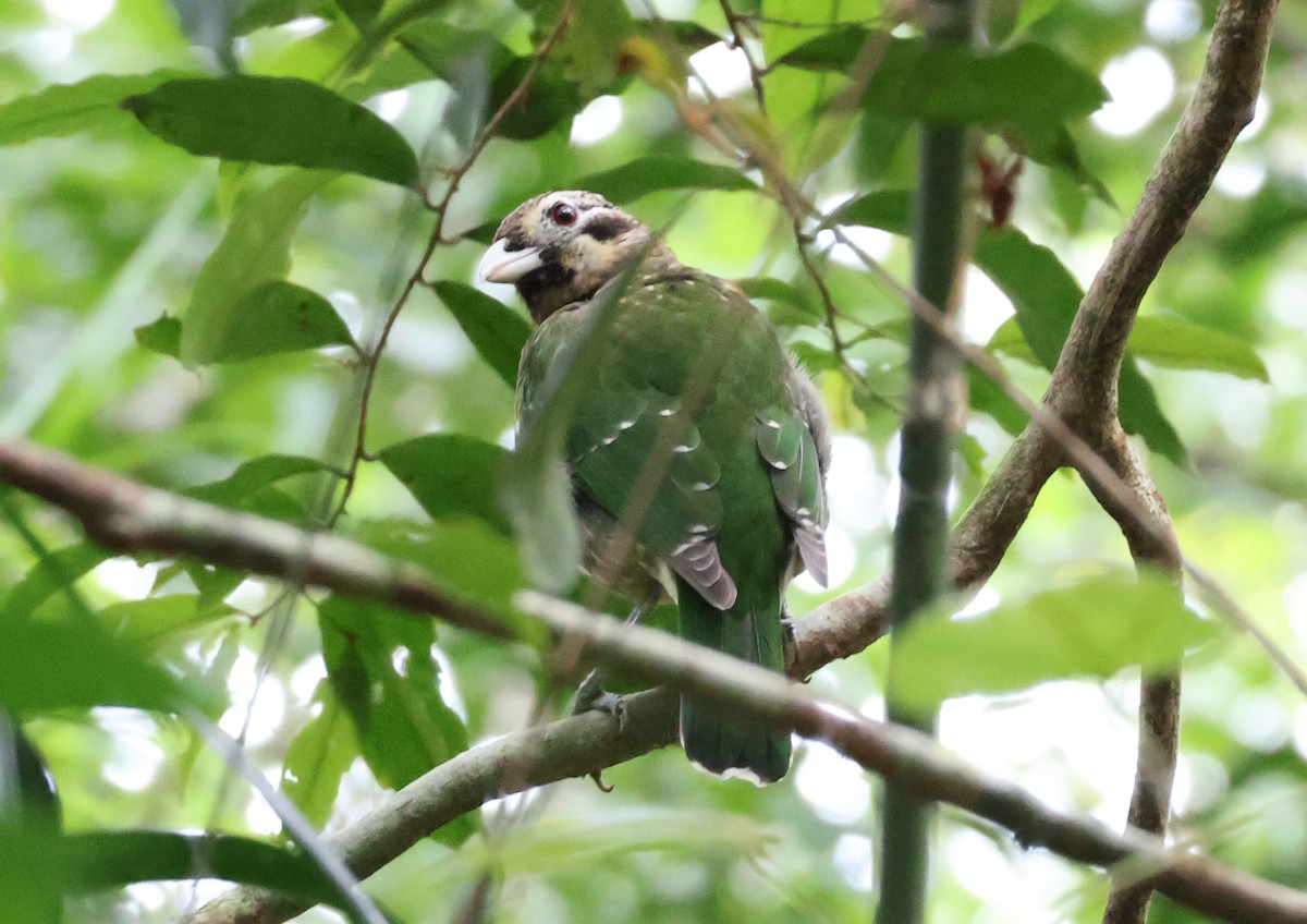 Benekli Kedikuşu - ML646829415